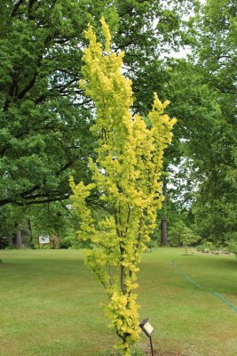 Ulmus minor 'Wredei'- jilm habrolistý - jarní habitus
